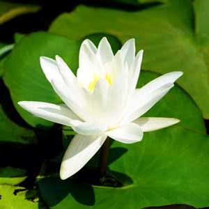 lotus