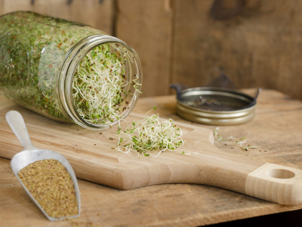 A jar with homegrown alfalfa sprouts spilling out on a cutting board with a scoop full of alpha seeds on the side.  Shot on rustic wooden crates with copy space in the upper right.  Focus is on the pile of sprouts on the the cutting board.Similar Images: